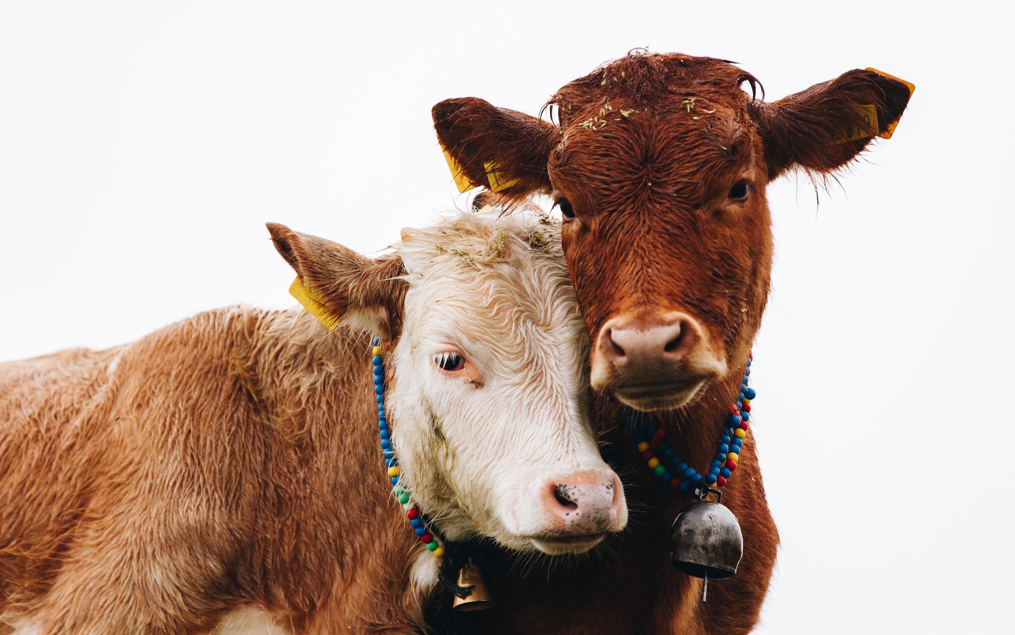 Cover Image for Appreciating Male and Female Energies, Cow and Bull Protection